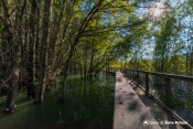 cheminement liou mangrove passerelle