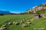 moutons sous le roc