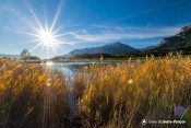 roseaux dores sous le soleil de siguret